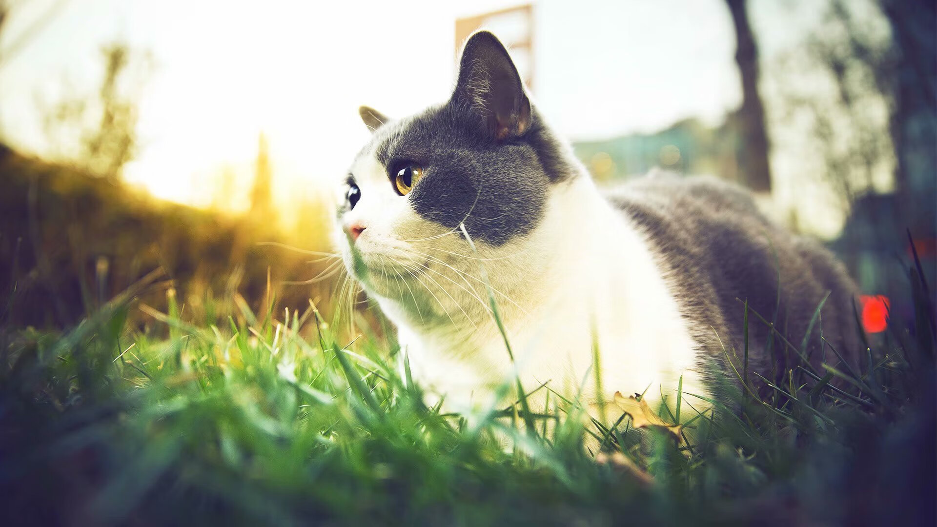 传奇教练的“秘诀”：如何打造冠军球队，传奇足球教练