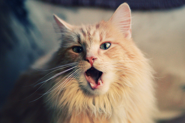 “青少年足球运动水平不断提升，备战2026世界杯”，国际青少年足球世界杯